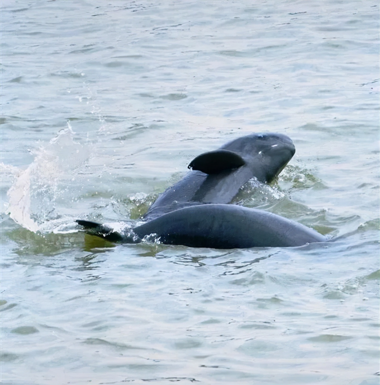 长江十年禁渔期过去了两年！江水中有何变化？再现三大罕见生物