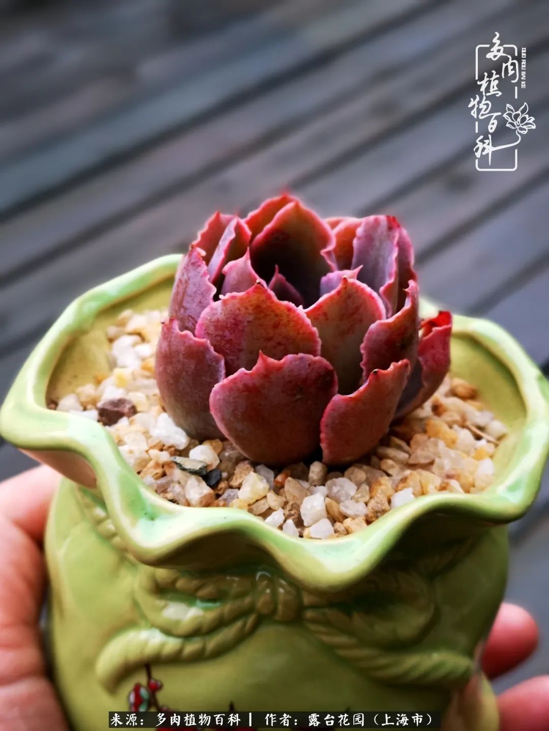 这6种多肉又粉又可爱萌翻少女心,粉粉萌萌的多肉有哪些