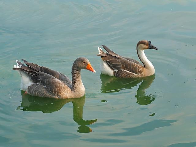 蛇为什么怕鹅主要原因是什么,蛇为什么畏惧大白鹅