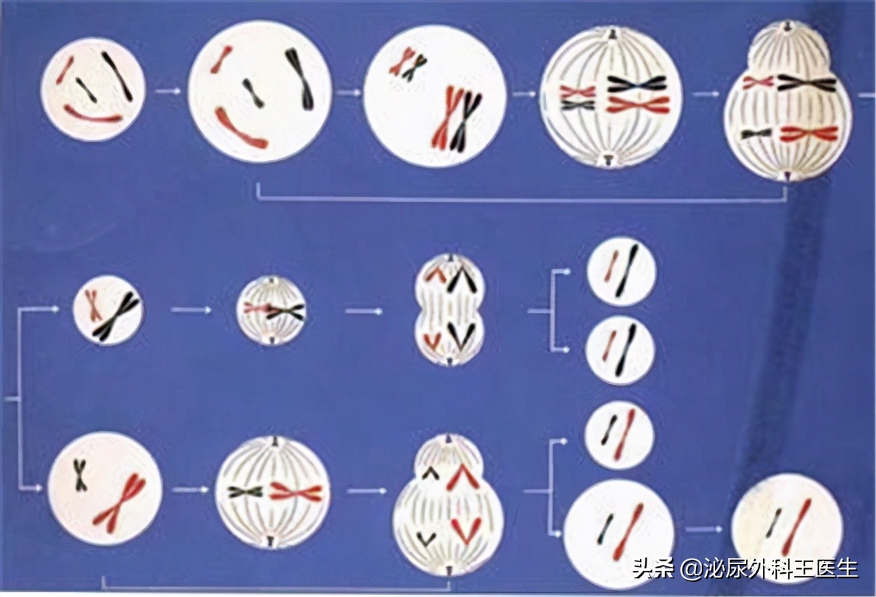 男性一生最多只能排6000次精？这几个精液知识，男女都应知道