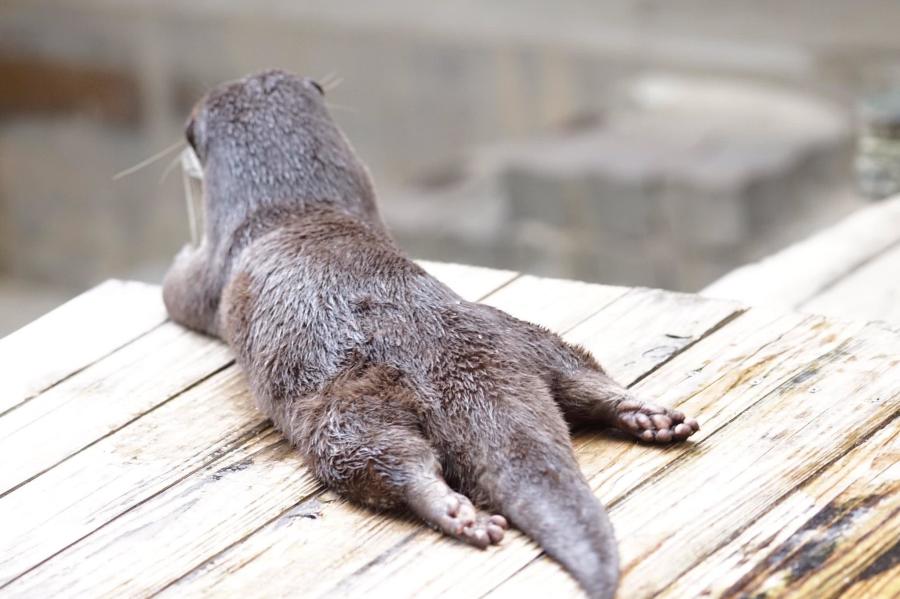 水鬼被人抓住的真实故事,传说中的水鬼被抓到