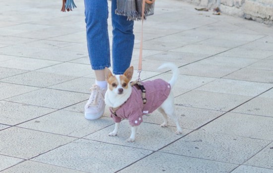 如何给狗狗助产主人必知事项