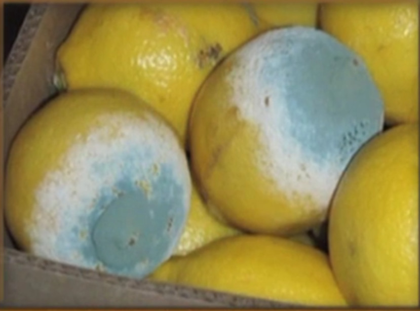 绿霉病害症状,柑橘绿霉病能治好吗