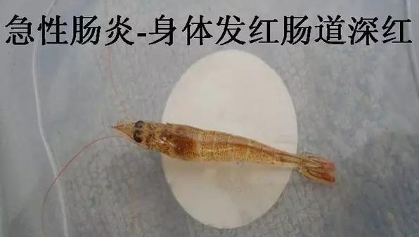 南美对虾有肠炎怎么处理,如何分辨南美白对虾肠炎