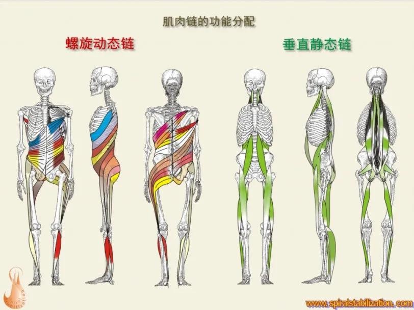 产后12小时肚子痛腰痛是正常的么,产后腰痛几个月都还没好怎么回事