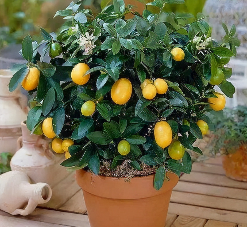 吉祥果盆景养殖方法,盆栽富贵果怎么养