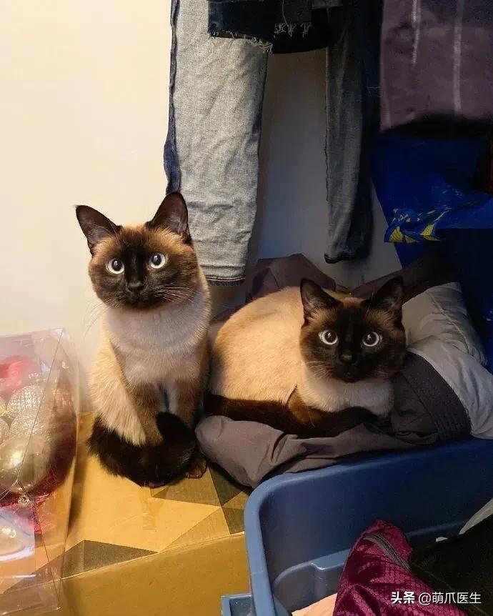 猫咪长大后还认得出兄弟姐妹吗,猫咪长大还记得自己的同胞兄弟吗