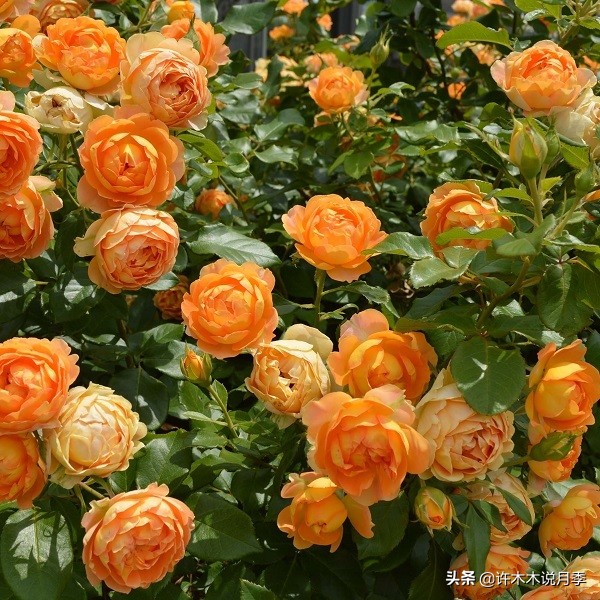多头多季节开花抗性好的月季,红色月季哪几款多花勤花抗性好的