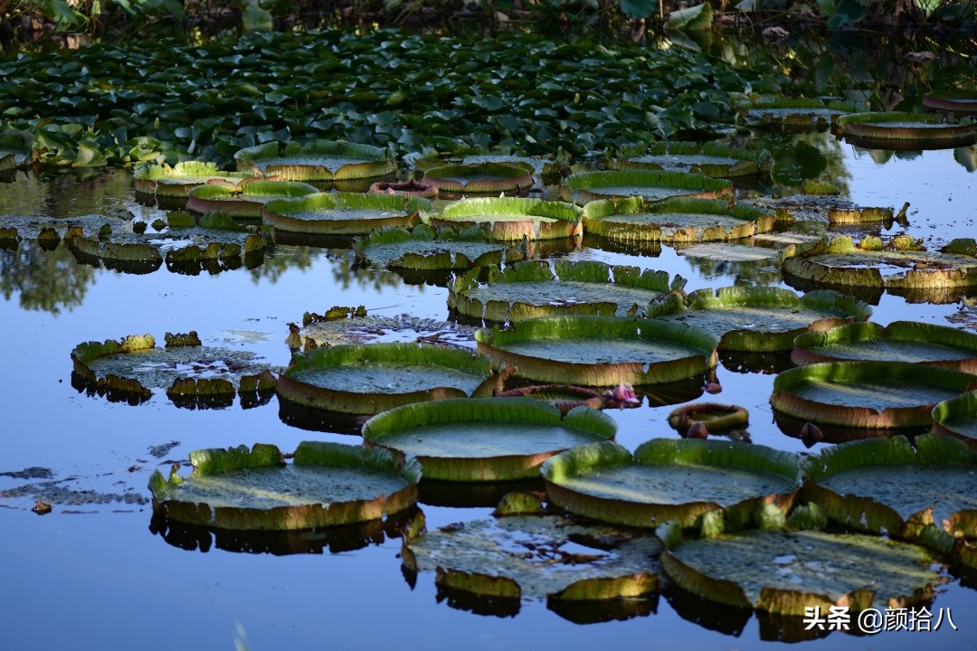 北京圆明园一日游推荐,圆明园秋色如画