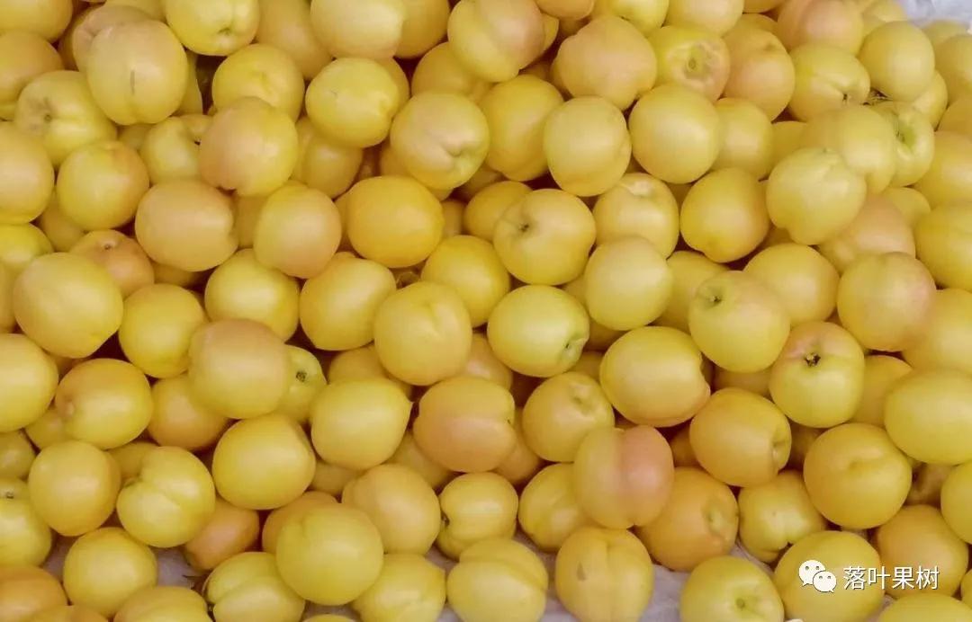 中国桃产业转型升级,桃产业转型升级的思考