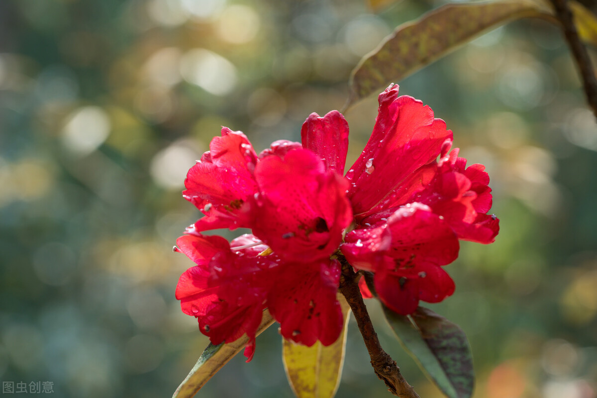 山上挖的映山红怎样做才容易活,野生映山红的生长过程