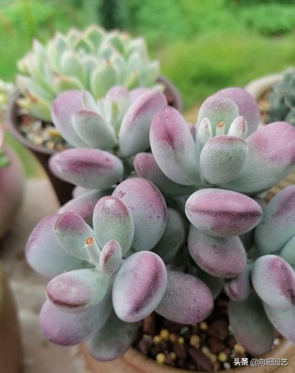 网上的多肉买回家，先要控形，不要着急养大，适应环境是关键