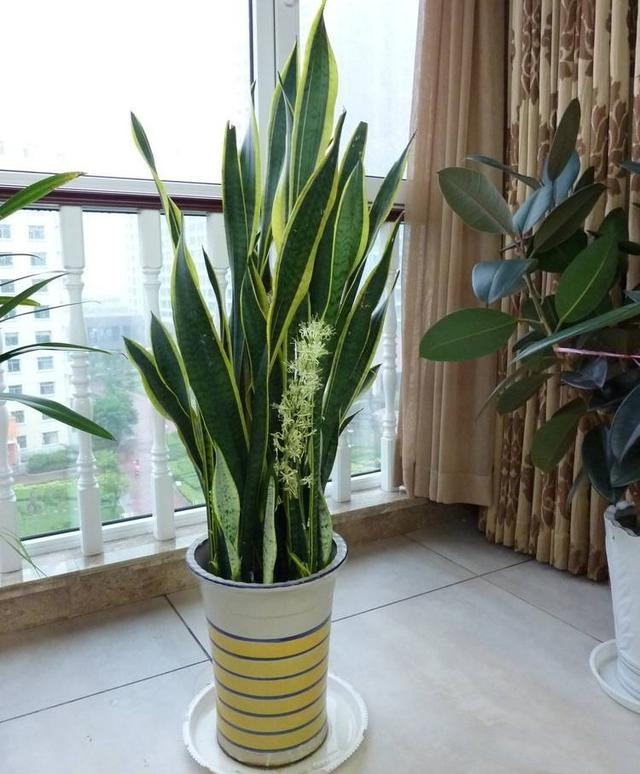 5种花不吉利再喜欢也别养在室内,5种花常年开花易爆盆