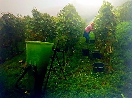 50块钱一瓶的红酒是不是假的,几十块的进口红酒是真的吗