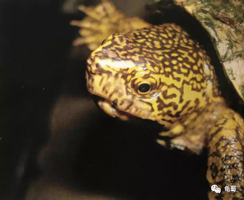 蛋龟之王巨头蛋龟,果核蛋龟新蛋龟之王