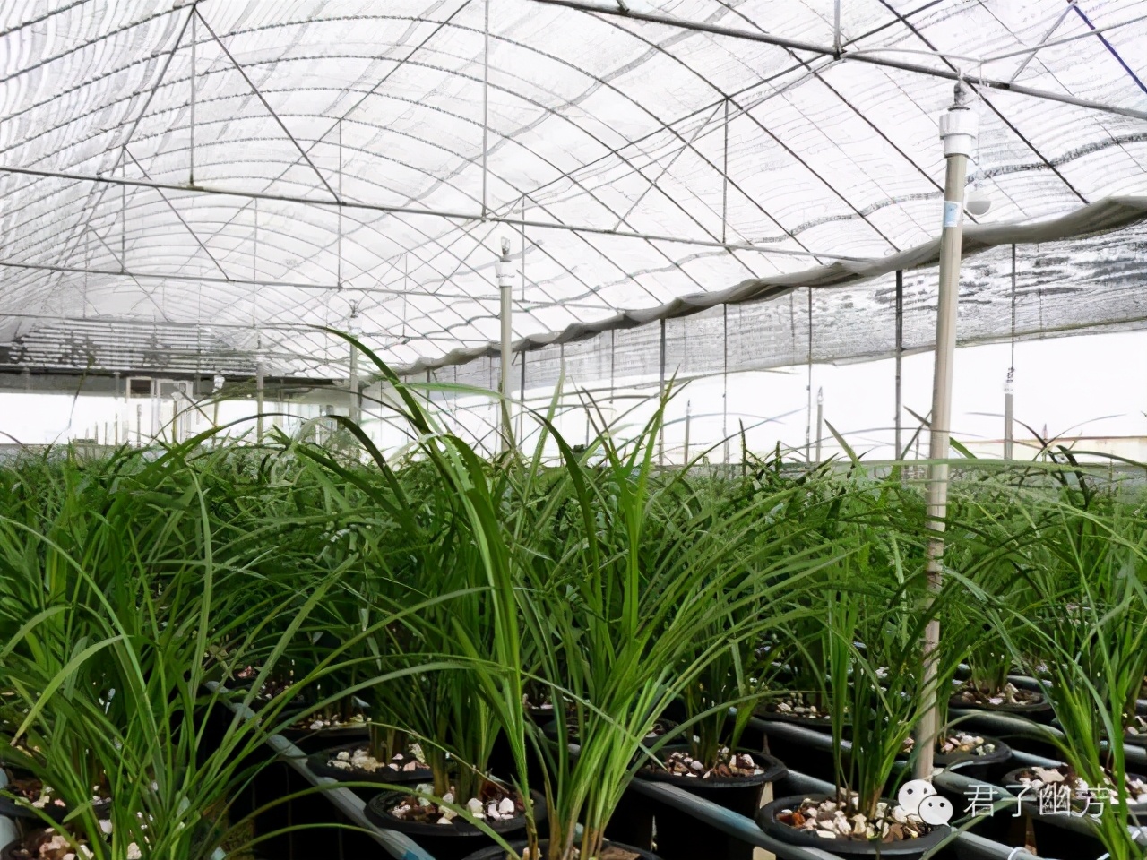 莲瓣兰心心相印种植基地,心心相印莲瓣兰谁种得最多