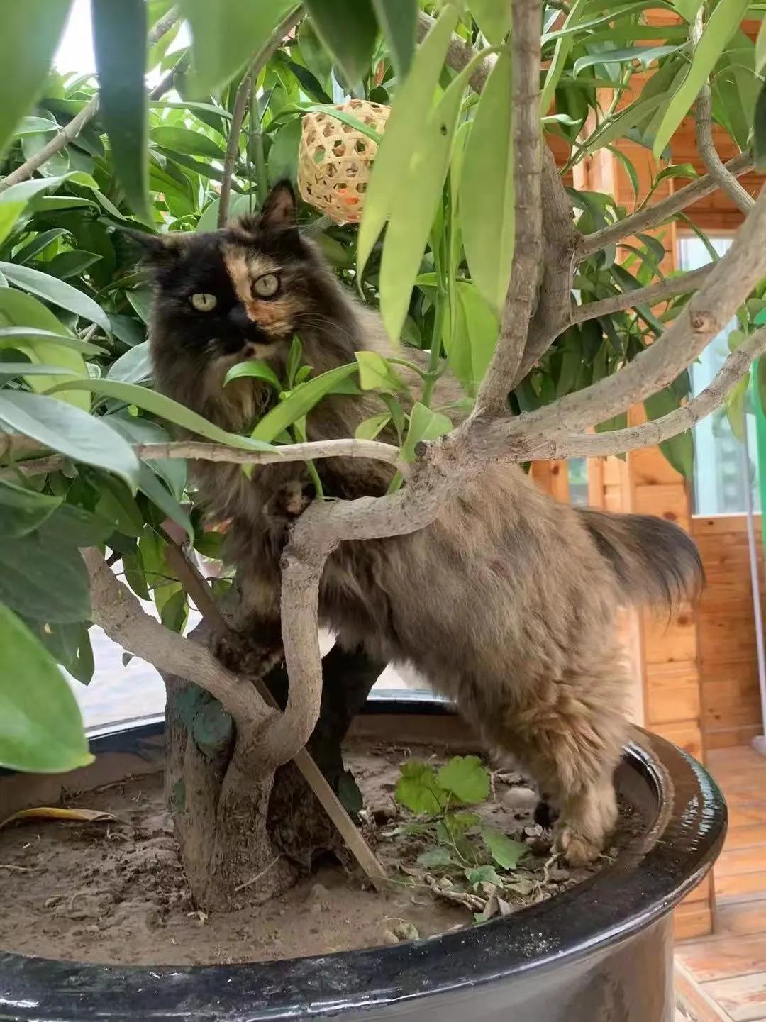 米麒麟：我掉缸怎么了？