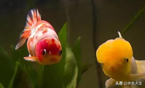 鱼缸入新鱼要注意什么,刚入缸的鱼蒙眼怎么办