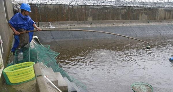 对虾养殖29天出现偷死怎么处理,放虾苗两三天出现个别死虾正常吗