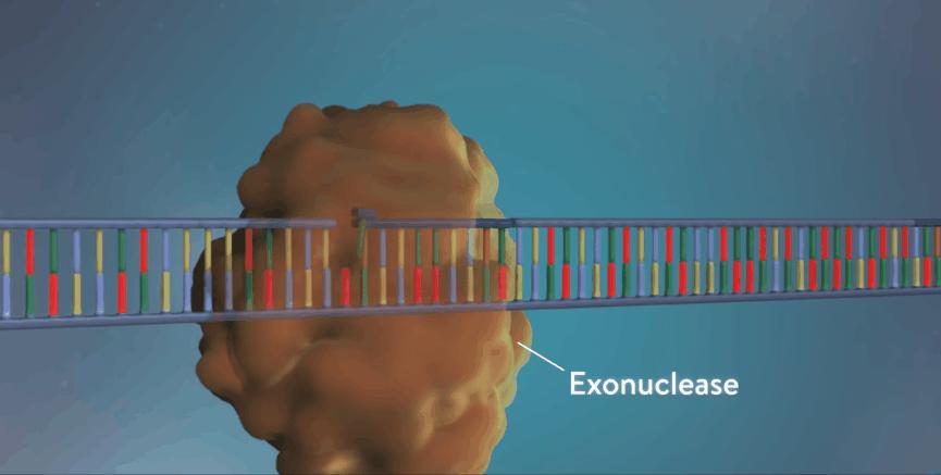 新型冠状病毒pcr检测操作规程,冠状病毒核酸检测pcr试剂
