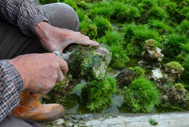 禅意浓浓的菖蒲盆景,最有禅意小绿植是菖蒲