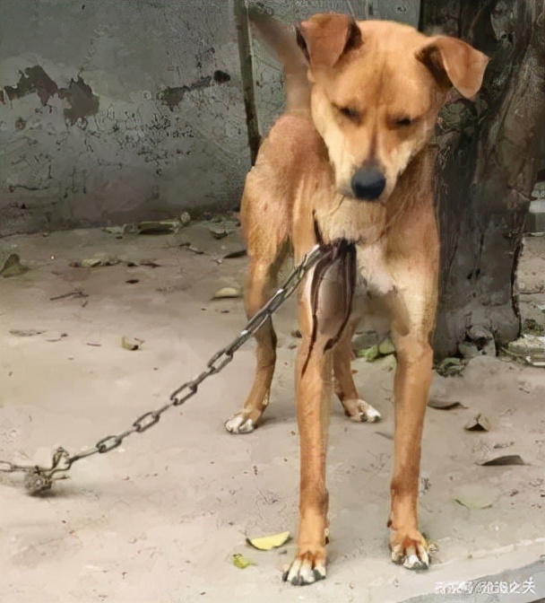 男团成员下海成女主、鹤与人类成真夫妻,今年沙雕新闻也太卷了吧