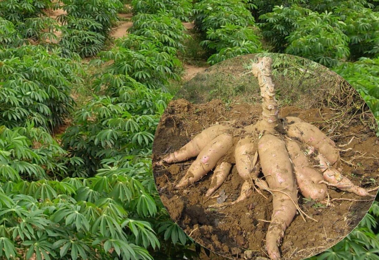 木薯有毒的和没毒的,木薯有毒是什么原因