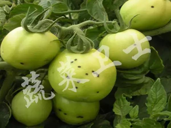 番茄专治机油病,番茄苗期得机油病