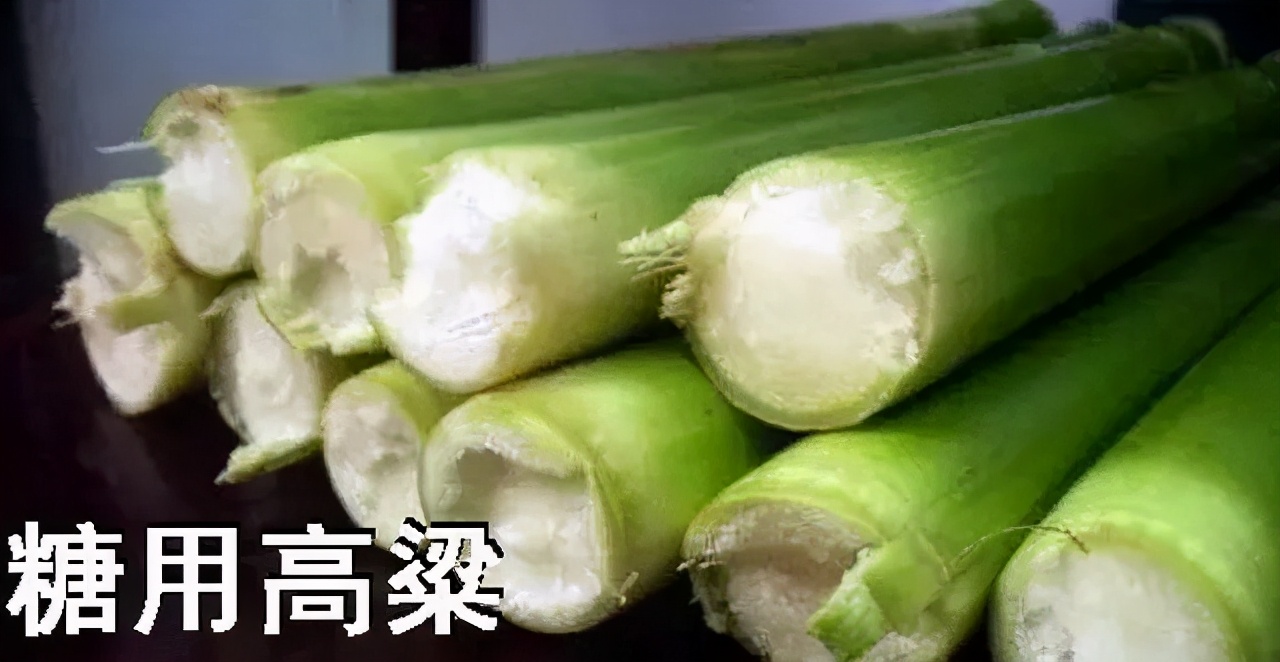 高粱全世界都有吗,各种高粱的认识