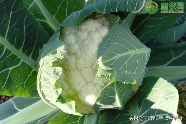 有机花菜高产栽培技术,花菜种植技术和亩产量