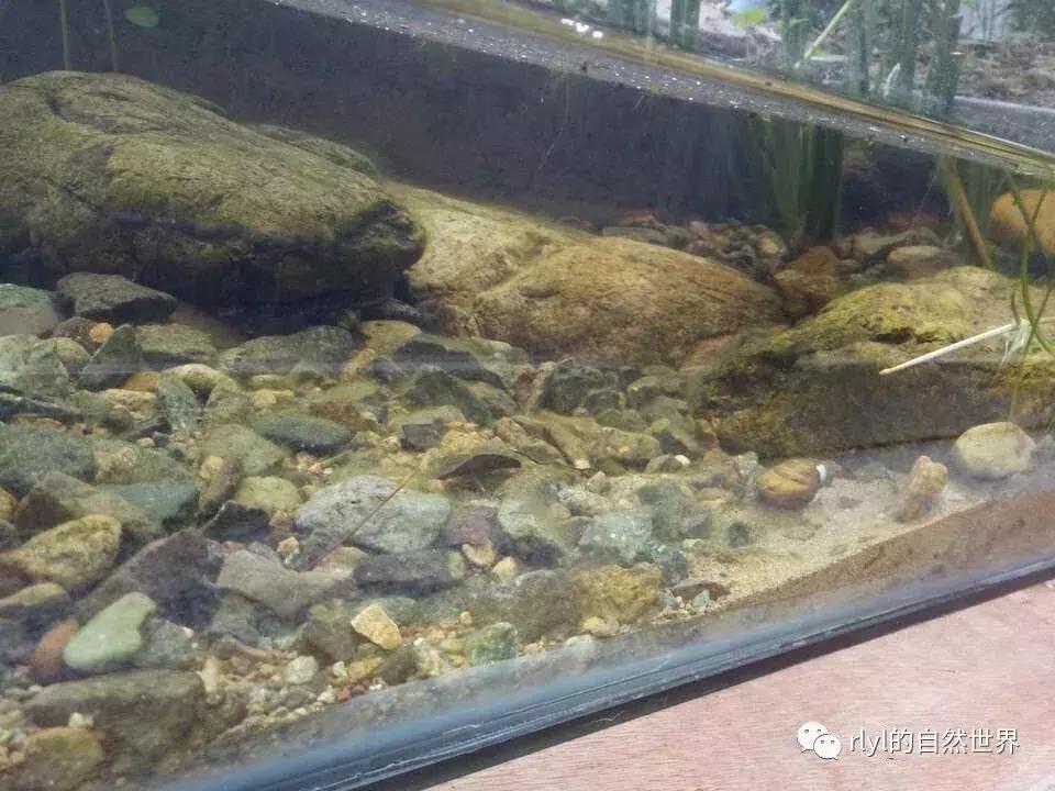 黄缘龟多大可以进环境造景,黄缘龟造景用陶粒还是火山石