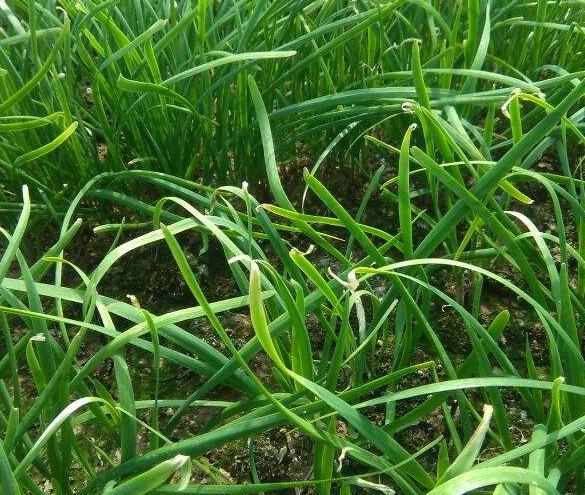 迟眼蕈蚊如何消灭,迟眼蕈蚊的发生与防治