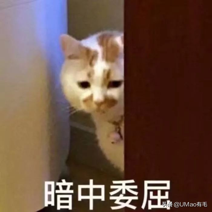 猫能被东西卡住动不了吗,猫好像被什么东西卡住一样