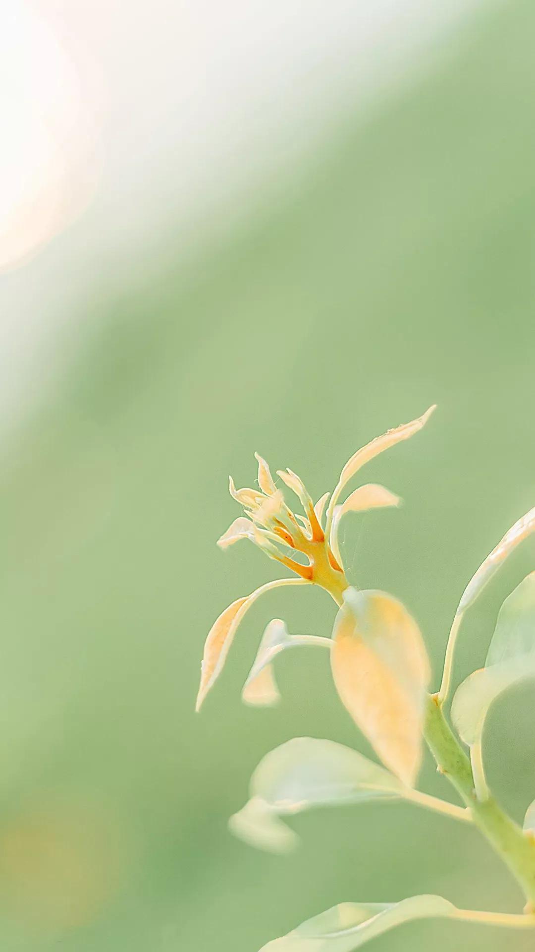 什么颜色的壁纸保护眼睛,保护眼睛的绿色壁纸唯美高清