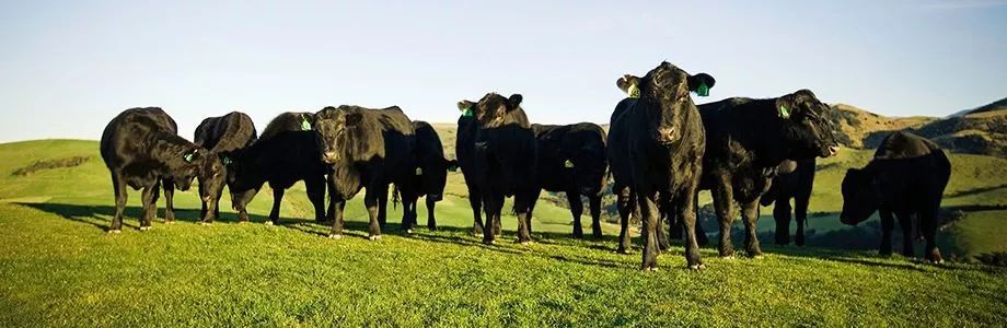 明洞王妃家团购套餐,明洞王妃家烤肉爱琴海店泰安