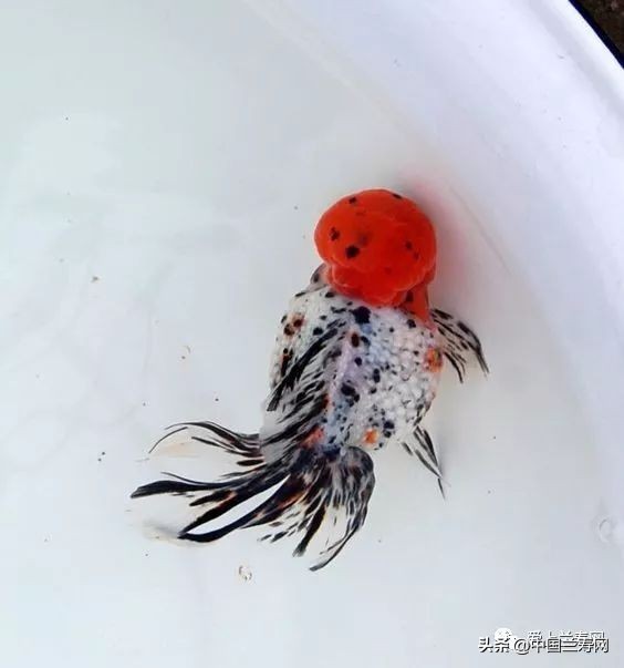 国宝级皇冠珍珠金鱼视频,皇冠珍珠金鱼视频