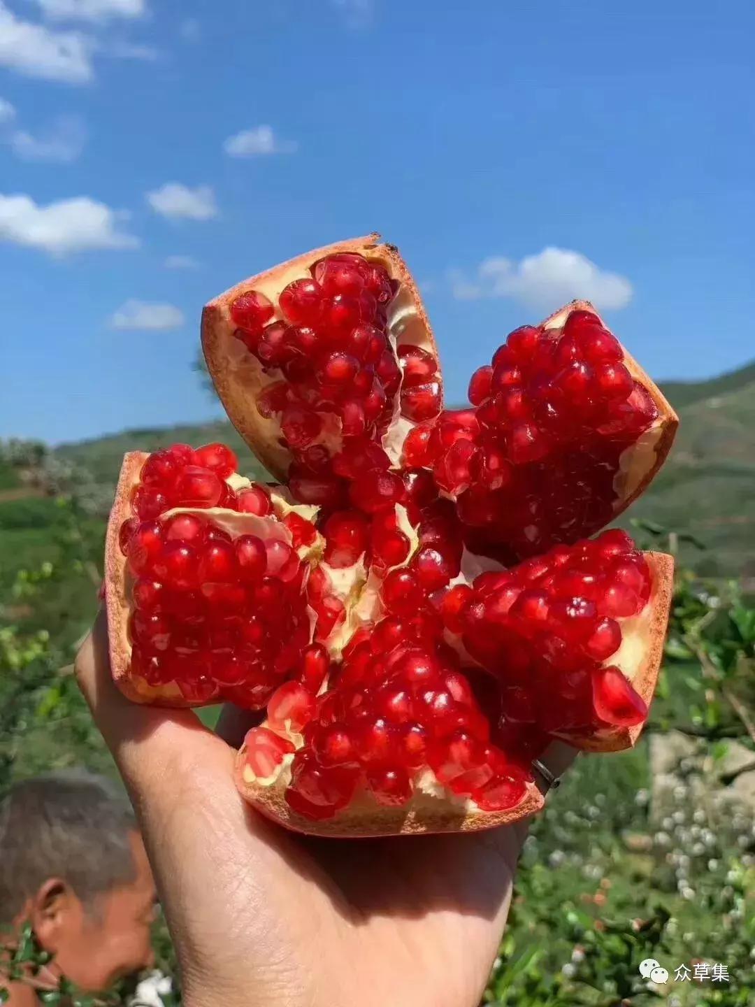 突尼斯软籽石榴可以不用吐籽吗,突尼斯软籽石榴吐籽