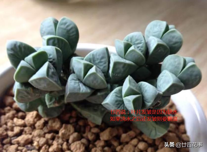 鹿角海棠怎样养爆花视频,大老桩鹿角海棠爆盆最简单方法