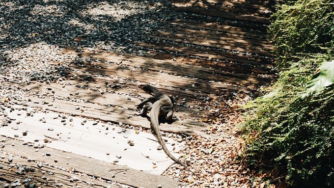 狮城新加坡自由行,新加坡7日游攻略