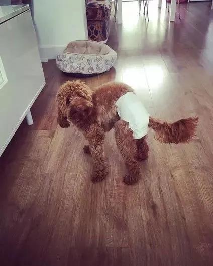 你知道狗狗有什么特征吗,怎么知道狗狗是否怀孕