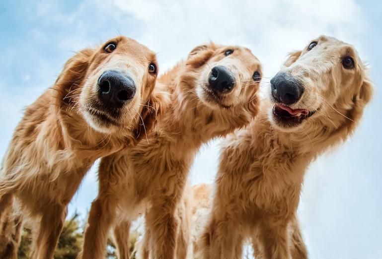 学狗叫能让狗狗知道你的意思,学狗狗叫是什么意思