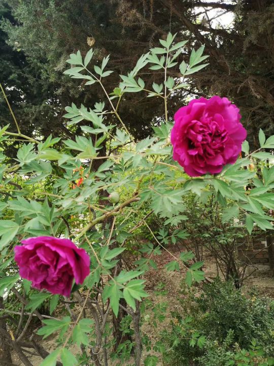 和平牡丹映新城