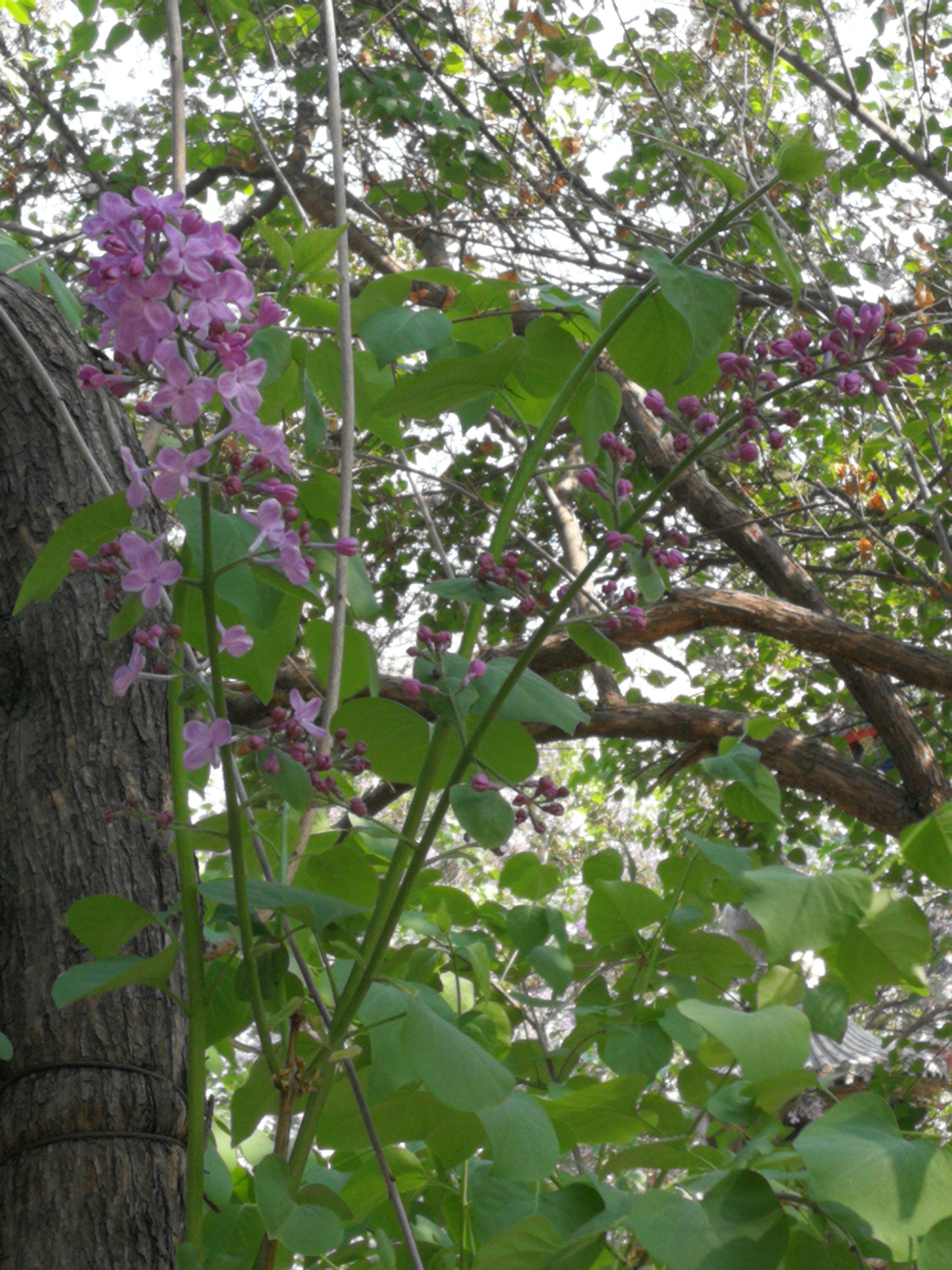 法源寺散文,散文丁香花邂逅法源寺