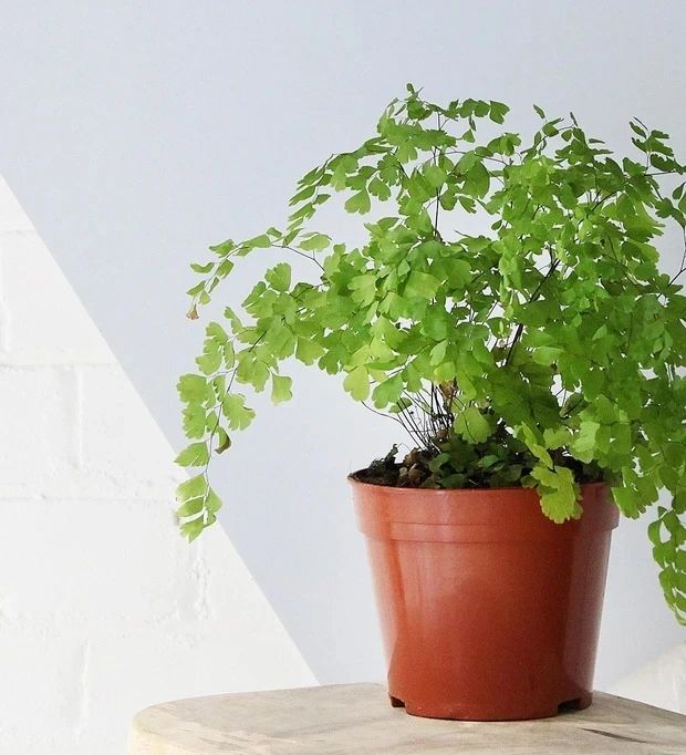 盆栽铁线蕨叶子容易发黄干枯，如何才能让叶子常年翠绿呢？