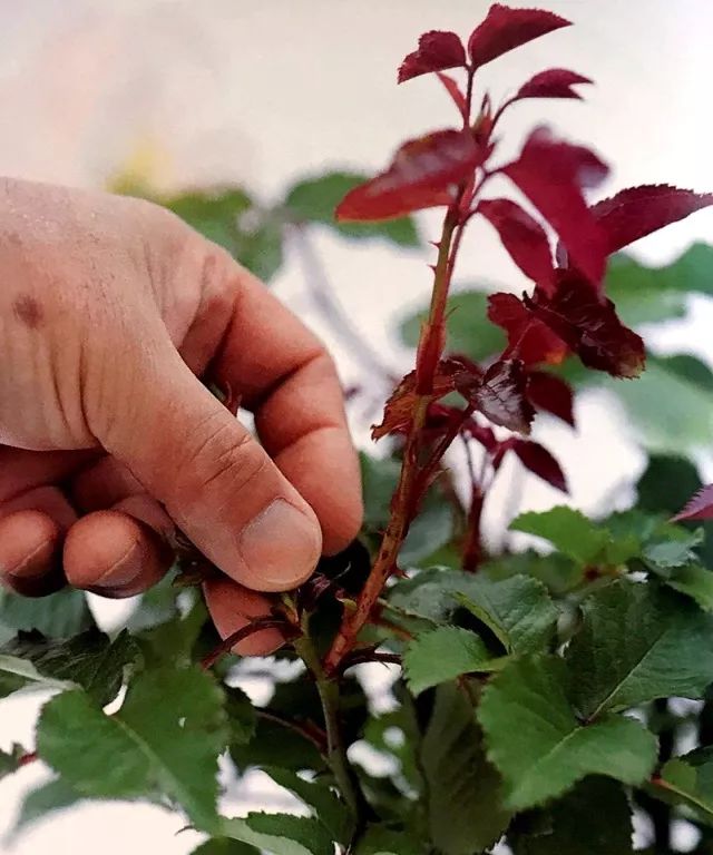 玫瑰爆芽初期怎么爆更多芽,玫瑰爆根的方法