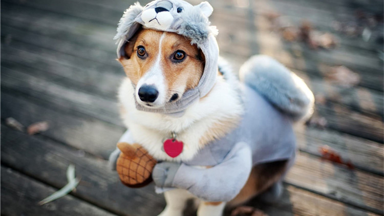 狗狗毛发干枯粗糙怎么办用护毛素,怎么让狗狗毛发有光泽