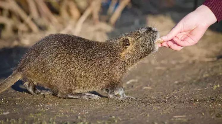 切尔诺贝利实拍的奇怪动物,探险切尔诺贝利发现变异巨鼠事件