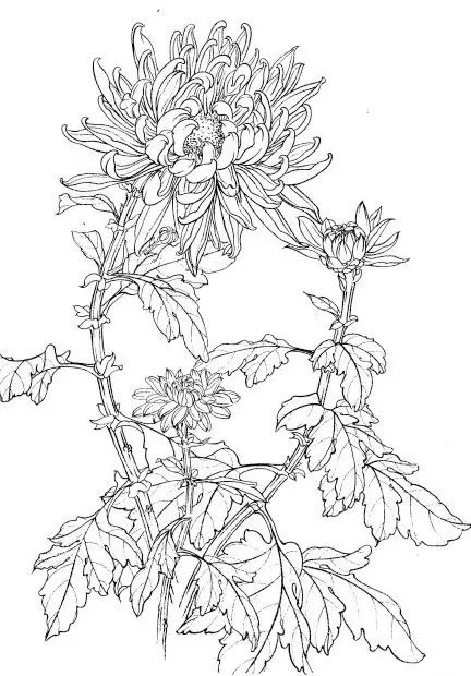 中国画菊花作品集锦,菊花花瓣白描的详细步骤