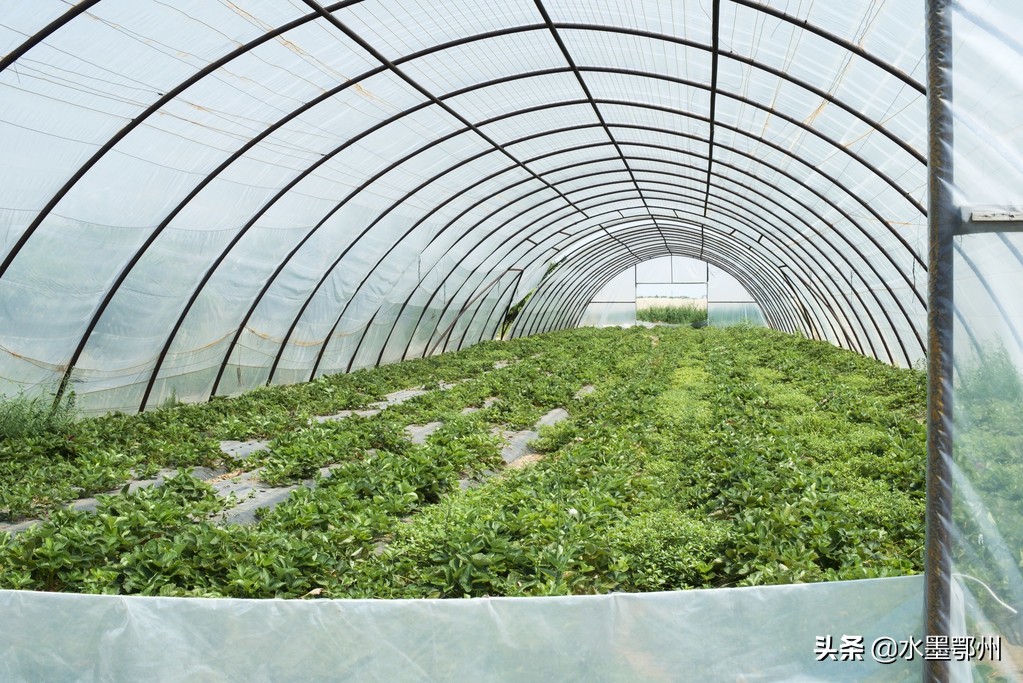 栽培草莓和甜瓜,香甜瓜栽培技术