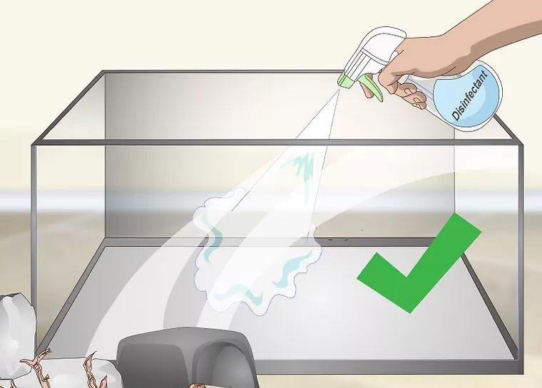 合法饲养宠物蛇,宠物蛇饲养视频